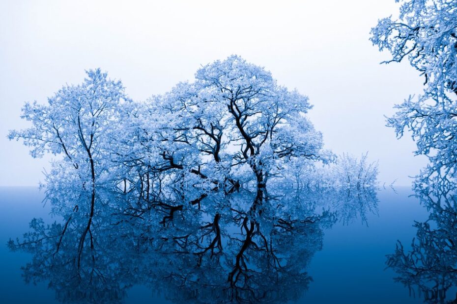 Trees in winter during the blue hour