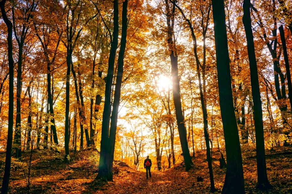 Man walking in nature among woods during the fall
