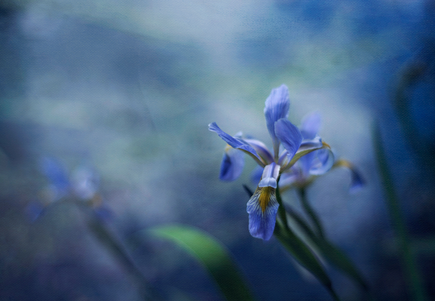 Macro shot of a vibrant blue iris flower with a dreamy bokeh background