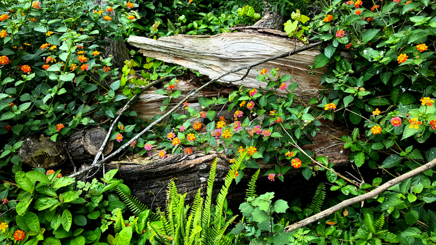 wildflowers growing around log amid ferns and vines in woodland setting