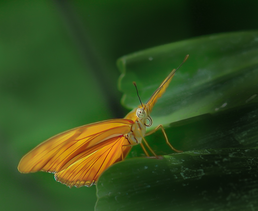 Macro image of orange butterfly