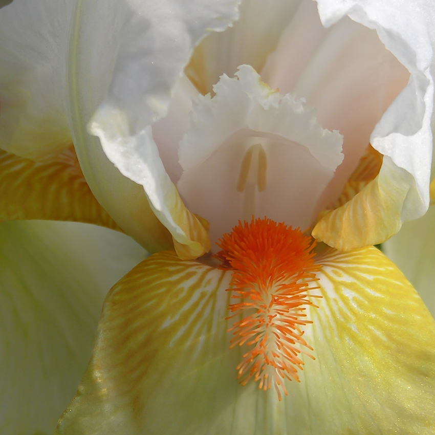 Macro image of yellow and white iris