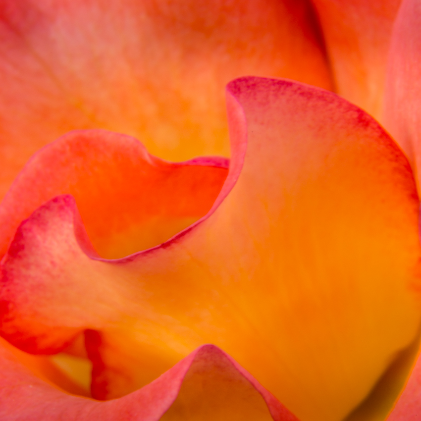 close up macro image of curving rose petals