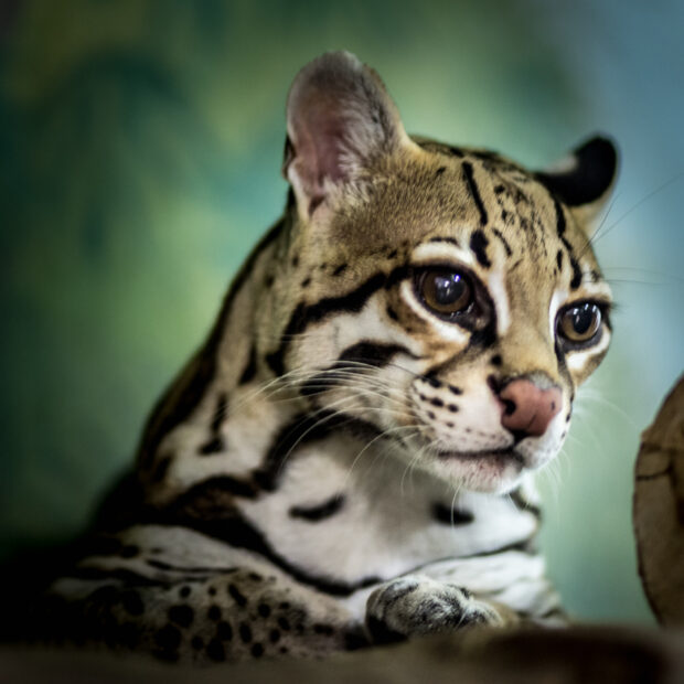 Portrait of ocelot with bokeh background