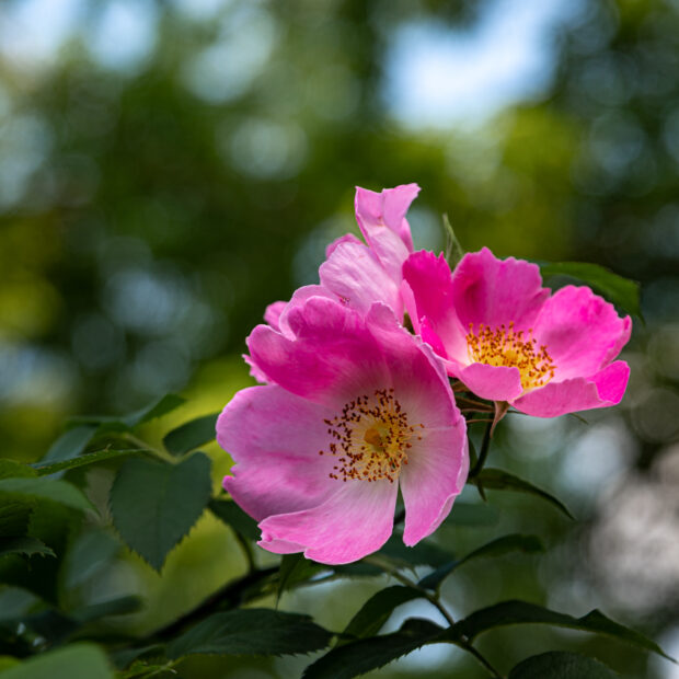 delicate pink roses closeup with bokeh background