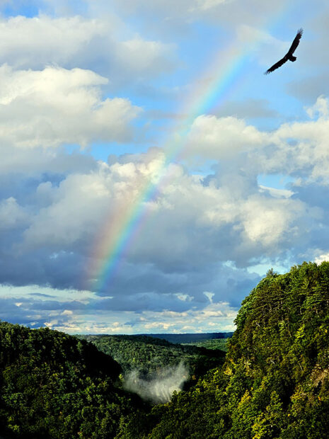 Letchworth State Park, New York with rainbow and eagle in flight