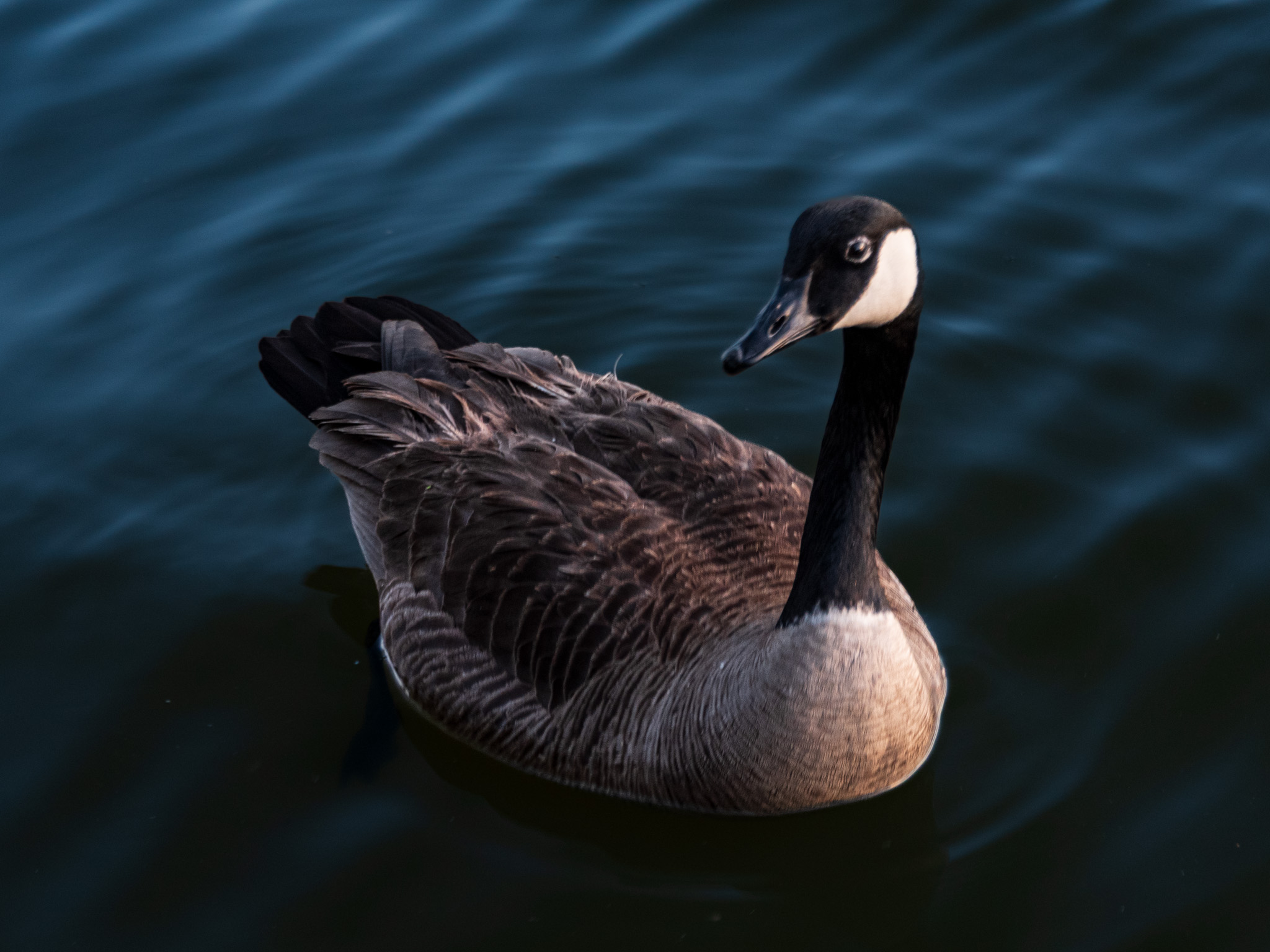 Canada goose floating in water