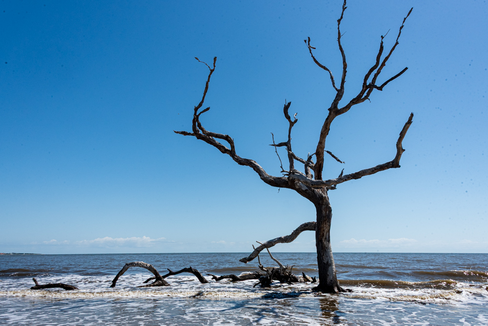 Driftwood beach (dead tree beach), Jekyll Island, GA