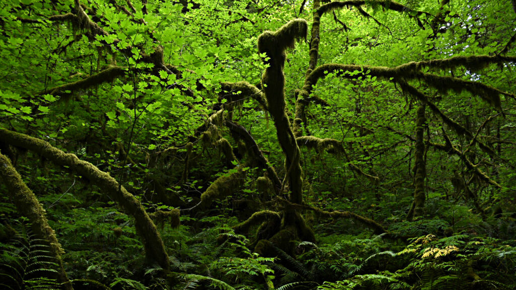 Forest near Mr Ranier, Washington State