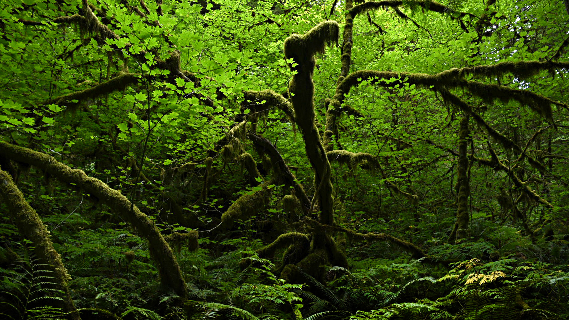 Forest near Mr Ranier, Washington State