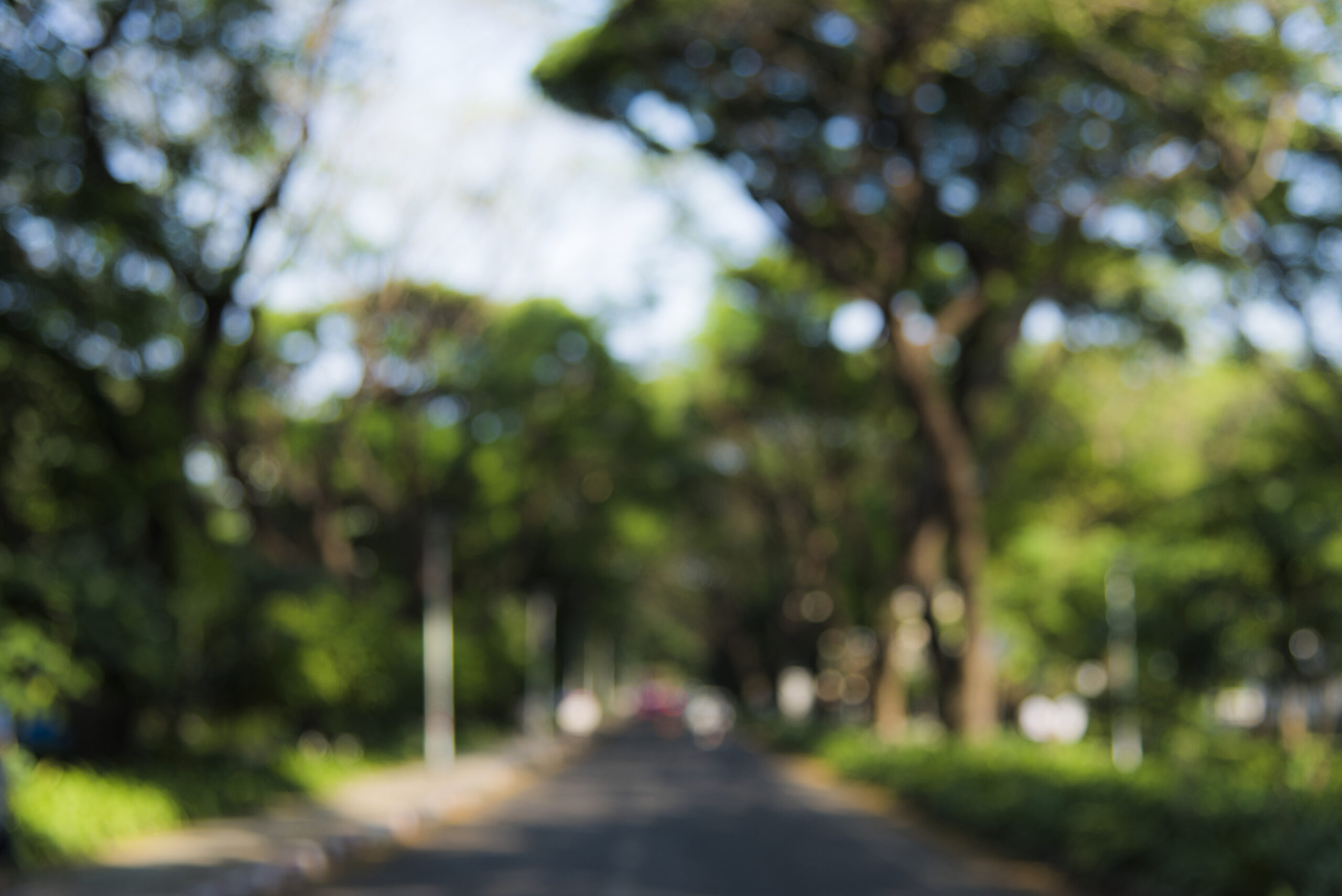 blurry, out of focus image of road going through park