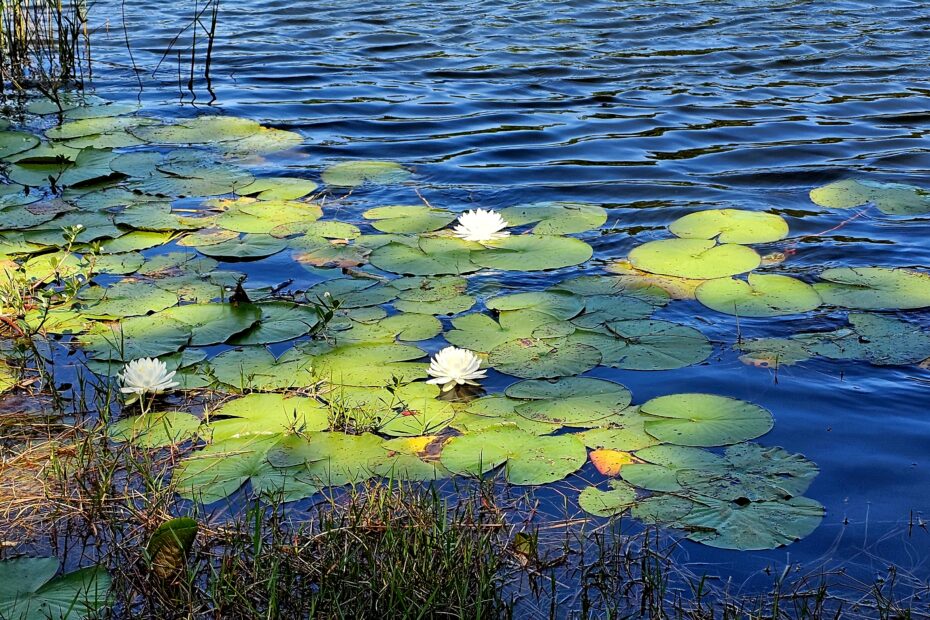Water Lilies in pond