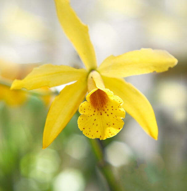 Macro Orchid photograph with soft bokeh background