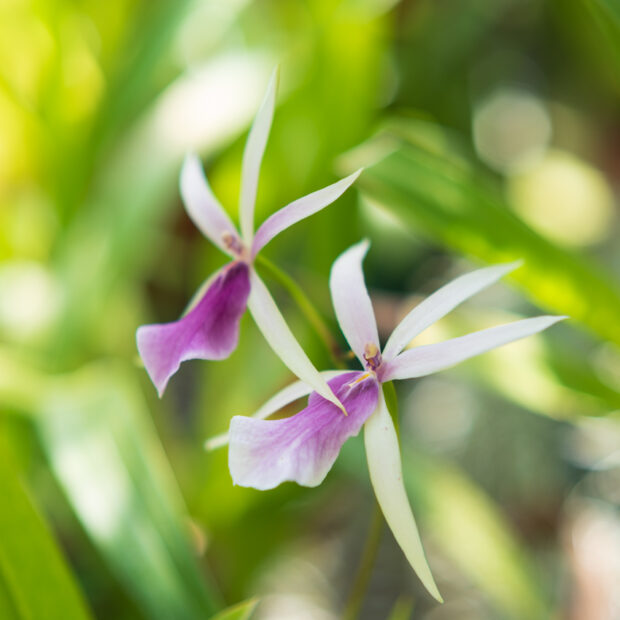 Orchids in purple and white with soft, bokeh background
