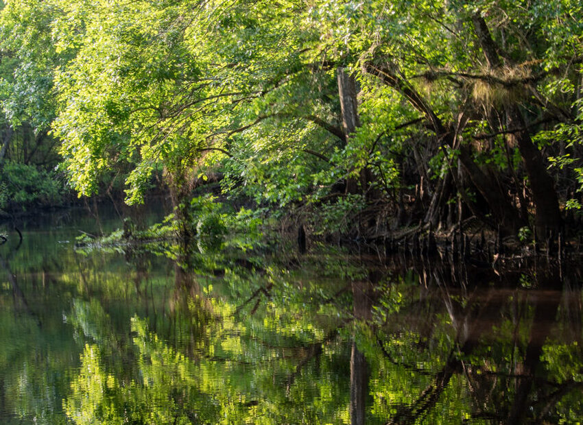 Early morning trees and reflection at Hog Island State Forest, Bushnell, FL