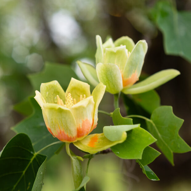 Macro shot of a yellow tulip tree flower bloom with a dreamy bokeh background