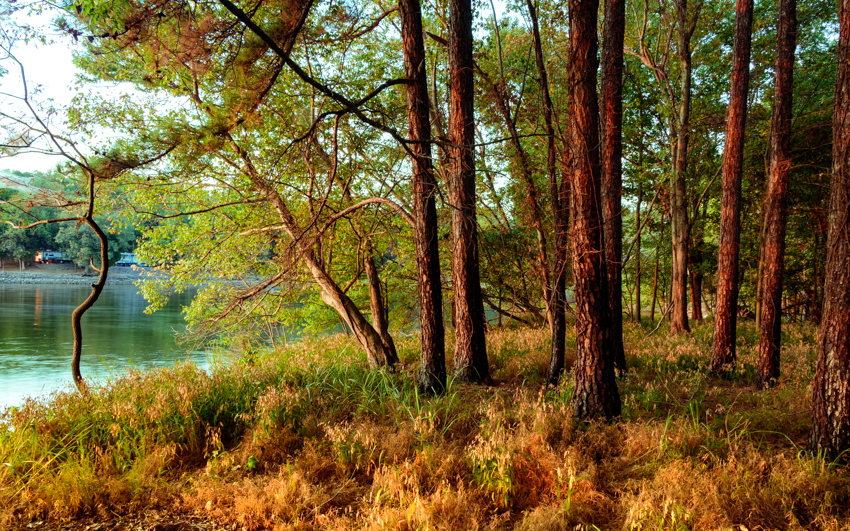 Morning light under the pines by a lake