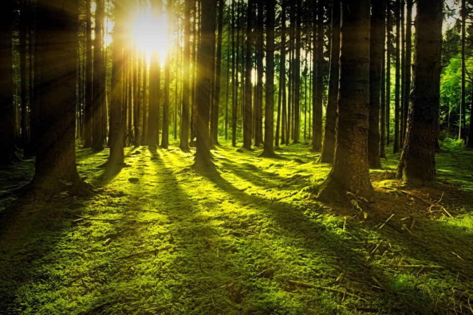 Sunlight streaming through forest trees