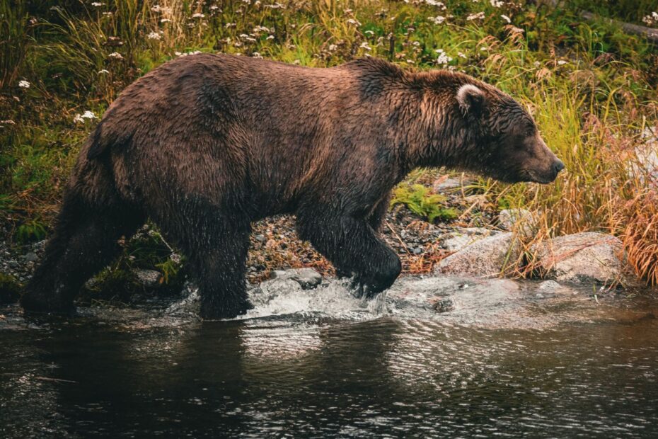 Bear walking along stream in woods