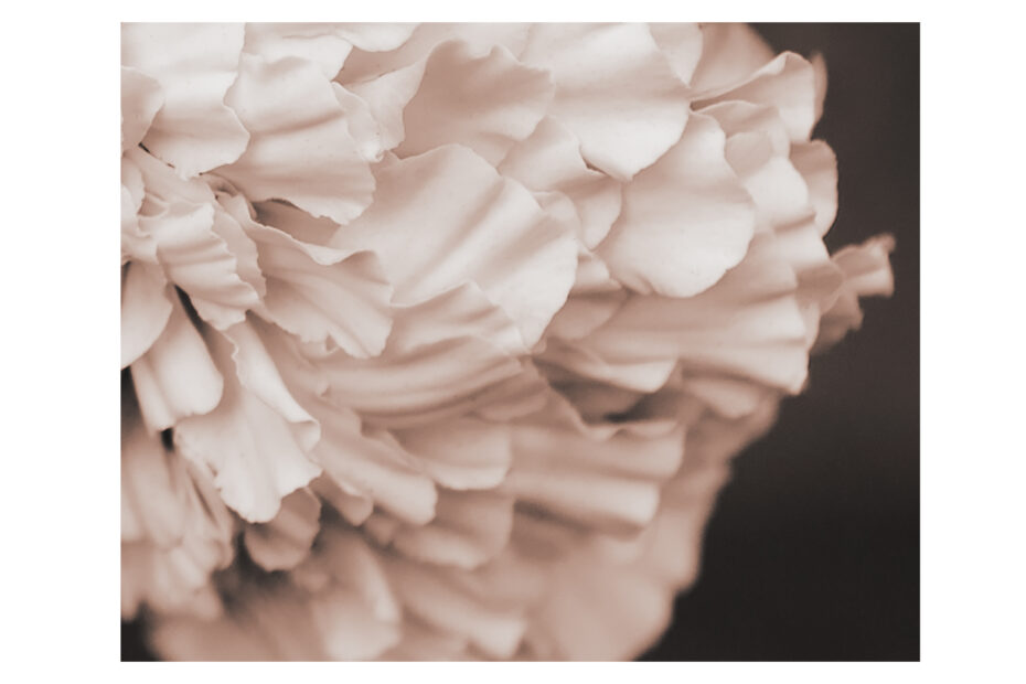 Macro close up photography of marigold in black and white sepia tones