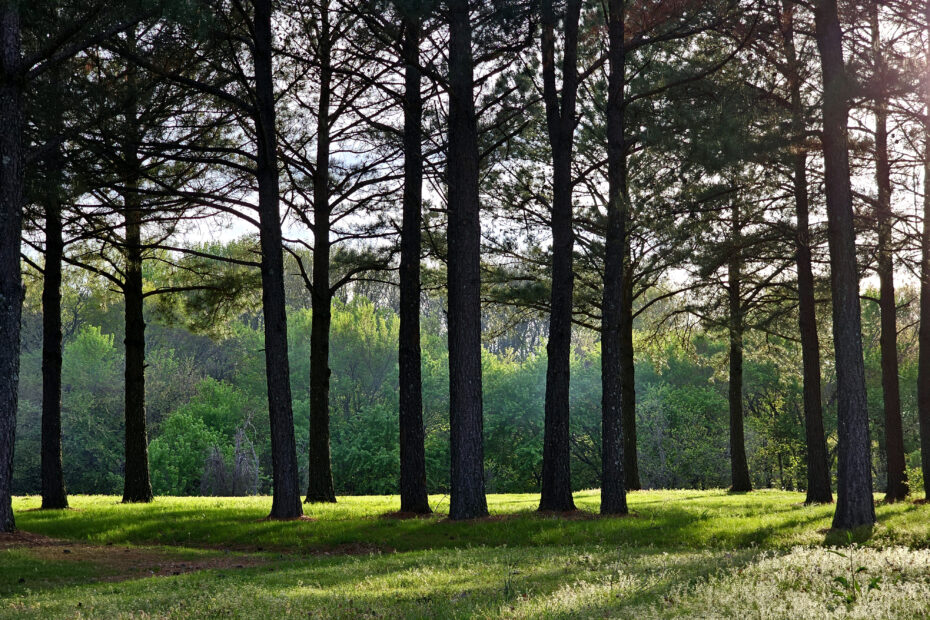 Trees backlight by the sun at sunset
