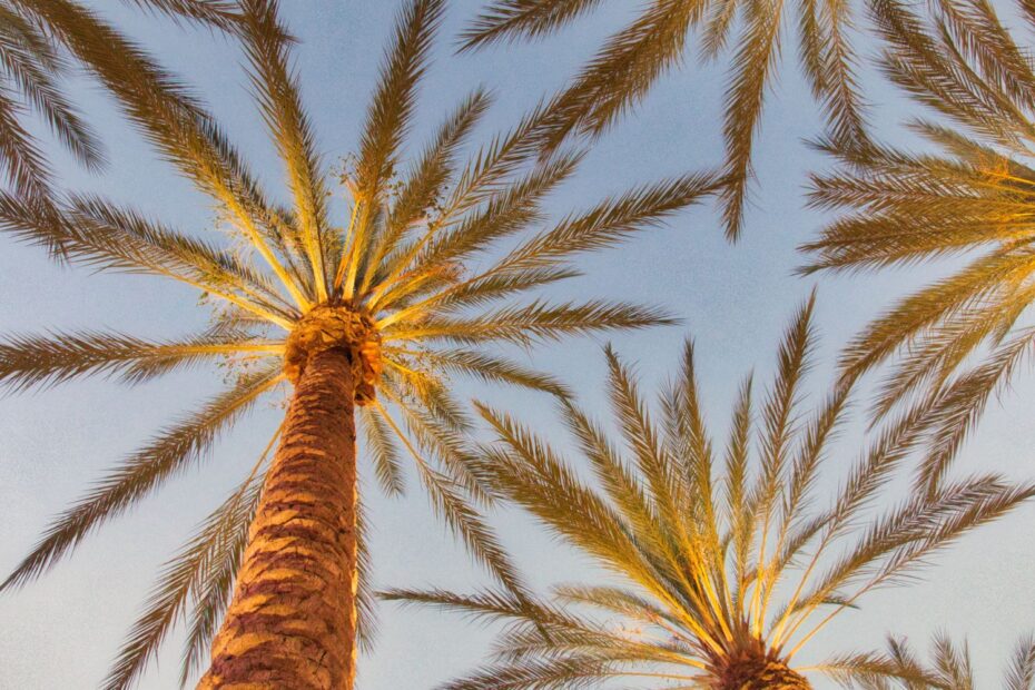 looking up at palm trees with Christmas lights